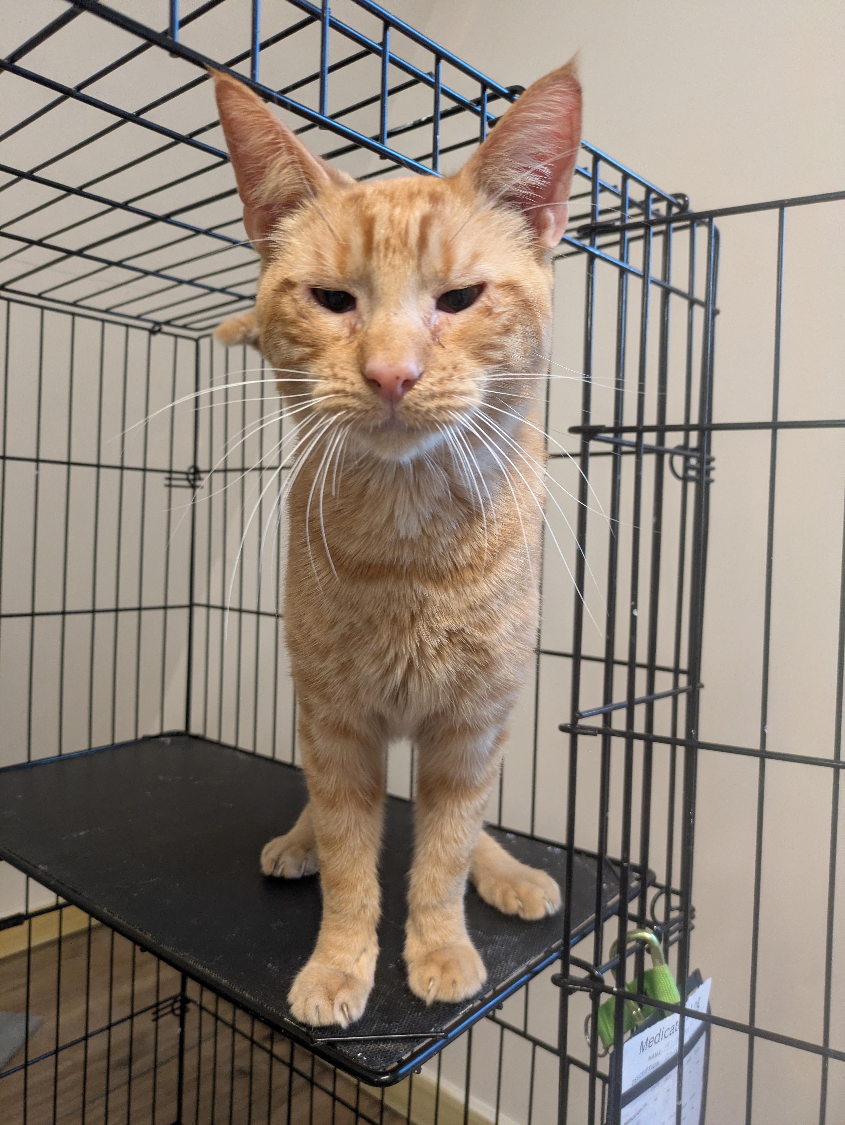 Enlarge Roux, a ADOPTABLE American Shorthair in Montclair, NJ image 1/5