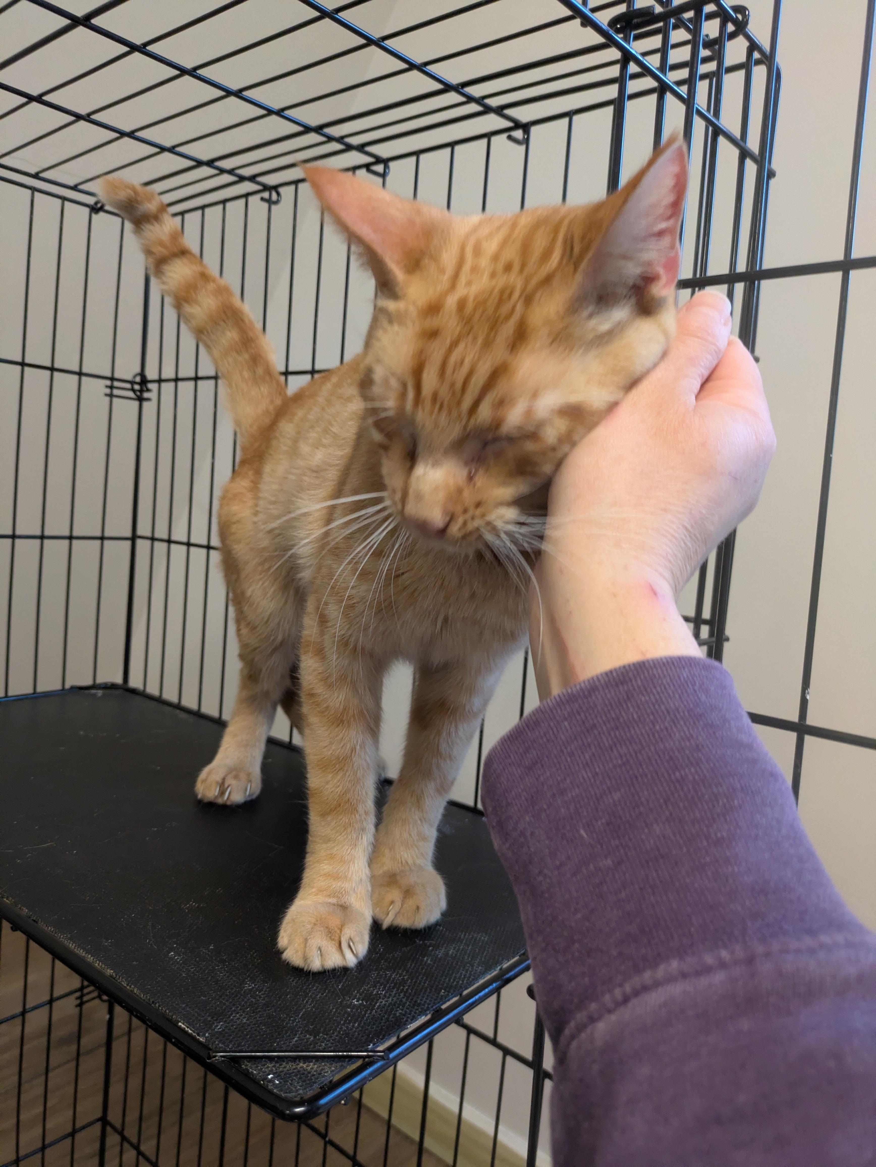 Enlarge Roux, a ADOPTABLE American Shorthair in Montclair, NJ image 2/5