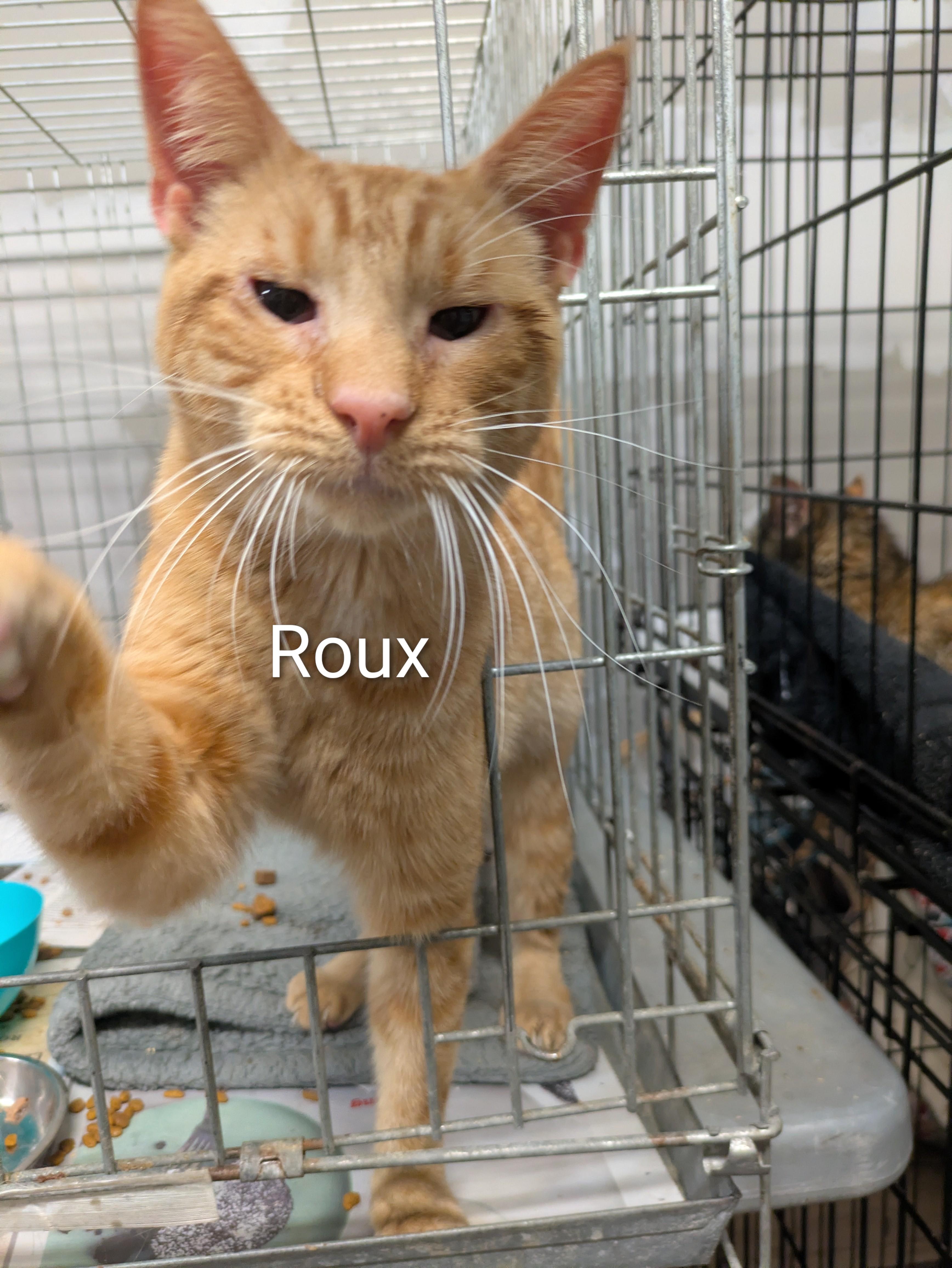 Enlarge Roux, a ADOPTABLE American Shorthair in Montclair, NJ image 4/5