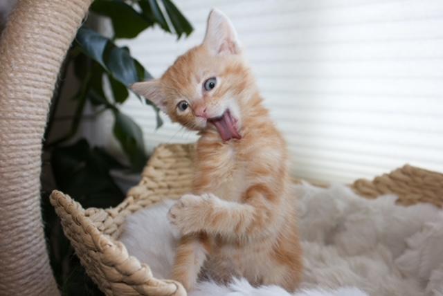 Enlarge Germain, a ADOPTABLE Tabby in Santa Cruz, CA image 2/5