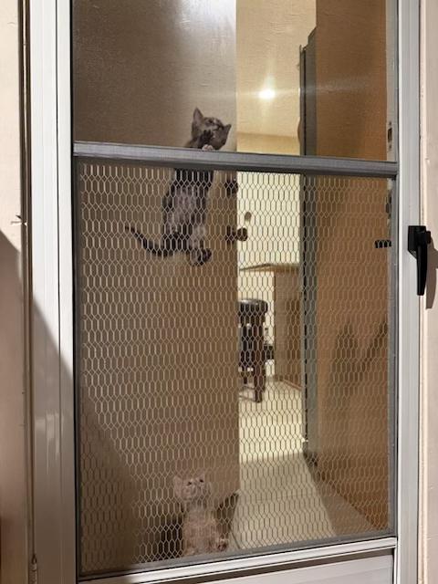 Enlarge Germain, a ADOPTABLE Tabby in Santa Cruz, CA image 5/5
