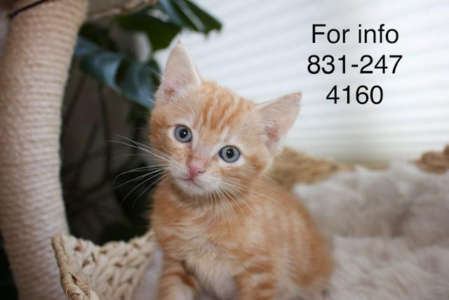 Enlarge Germain, a ADOPTABLE Tabby in Santa Cruz, CA image 1/5