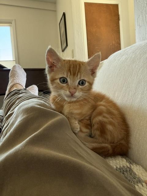 Enlarge Germain, a ADOPTABLE Tabby in Santa Cruz, CA image 3/5