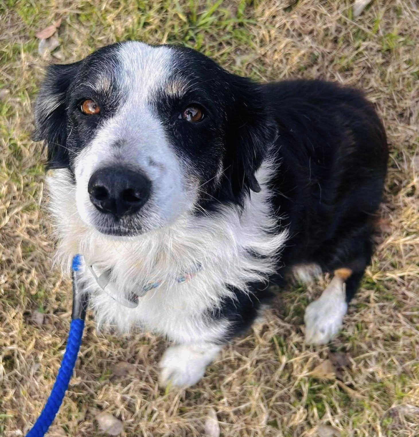 Enlarge [MEDICAL HOLD] ARPH #14689 - Windy, a Adoptable Australian Shepherd in North Richland Hills, TX image 2/2