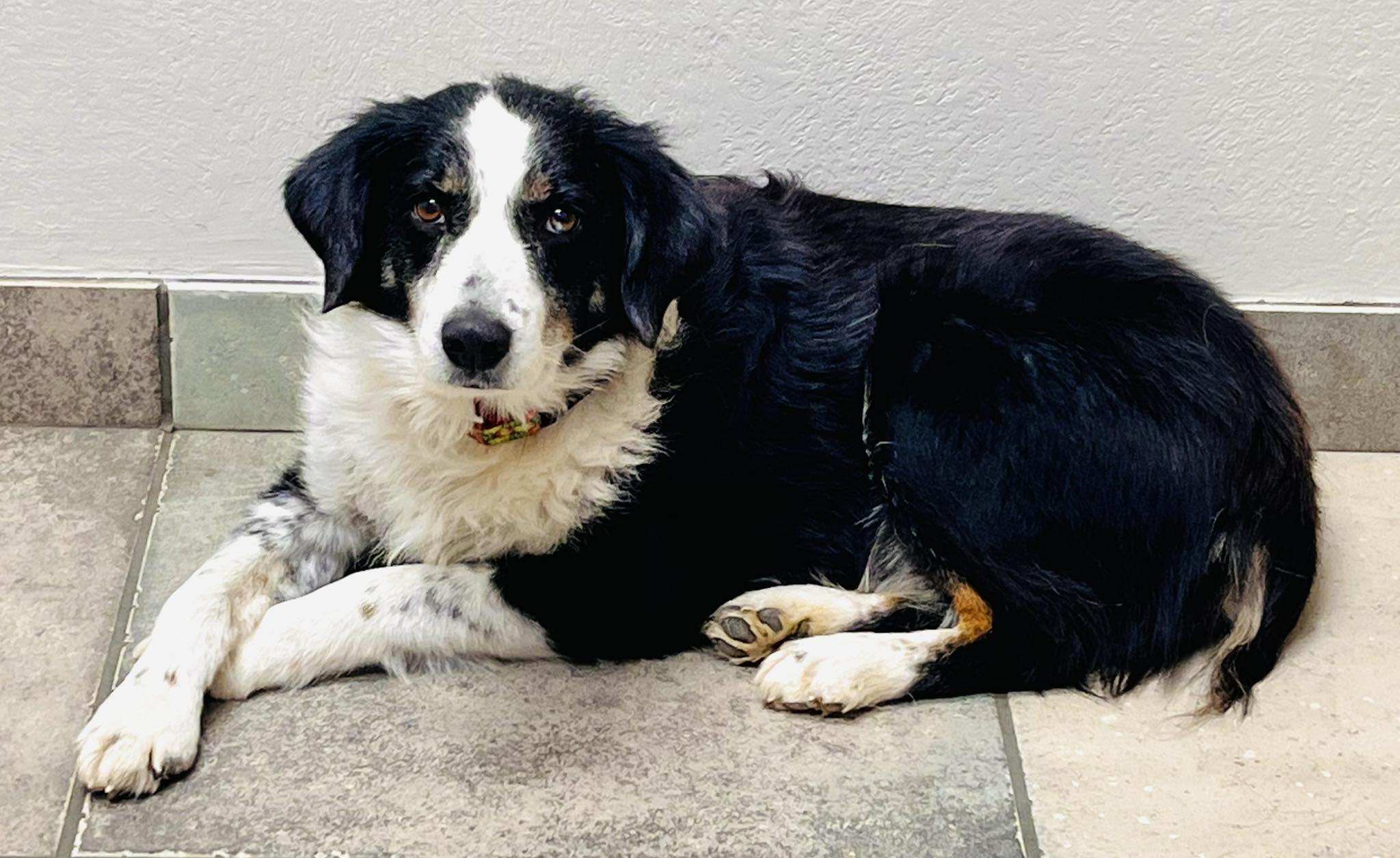 Enlarge [MEDICAL HOLD] ARPH #14689 - Windy, a Adoptable Australian Shepherd in North Richland Hills, TX image 1/2