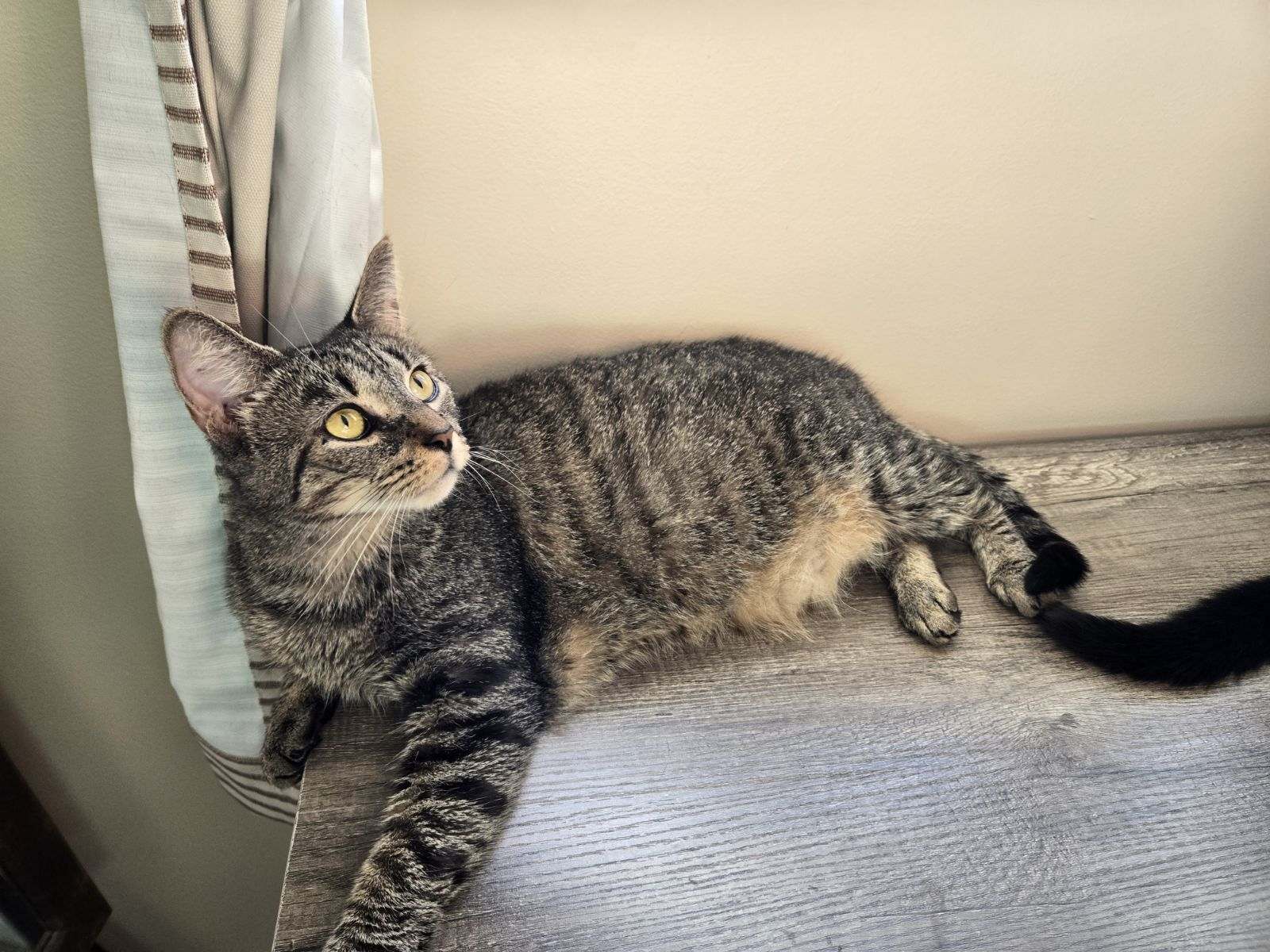 Enlarge Hilde, a Adoptable Domestic Short Hair in Milton, PA image 1/3