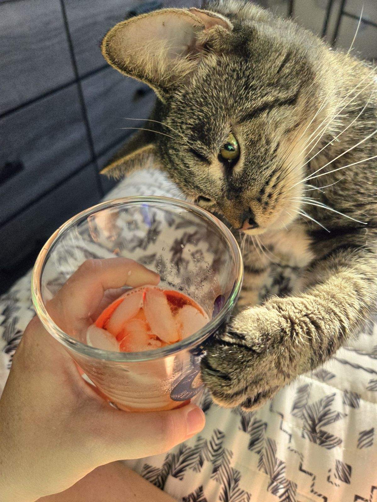 Enlarge Hilde, a Adoptable Domestic Short Hair in Milton, PA image 2/3