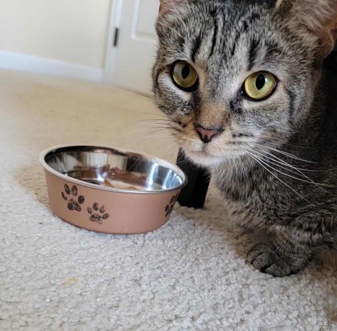 Enlarge Hilde, a Adoptable Domestic Short Hair in Milton, PA image 3/3