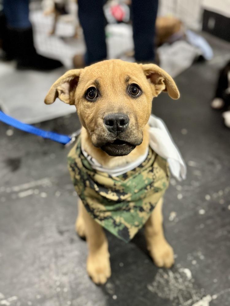 Mike, Adoptable, Puppy Male Labrador Retriever & Pit Bull Terrier.