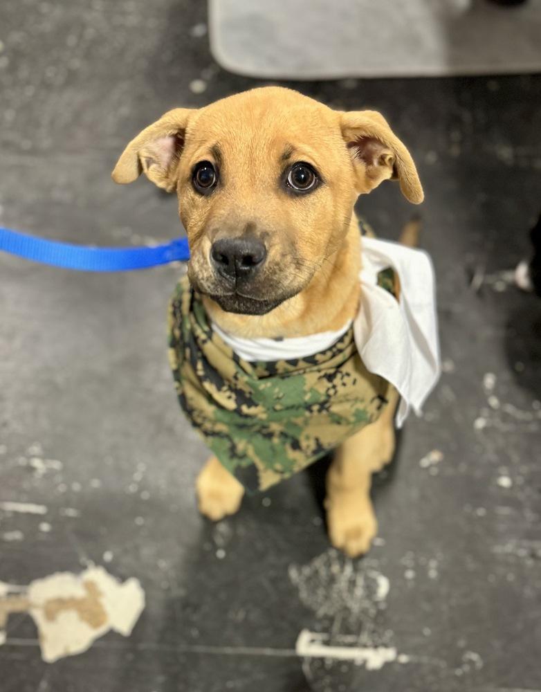 Enlarge Mike, a Adoptable mixed breed in Greenlawn, NY image 2/5