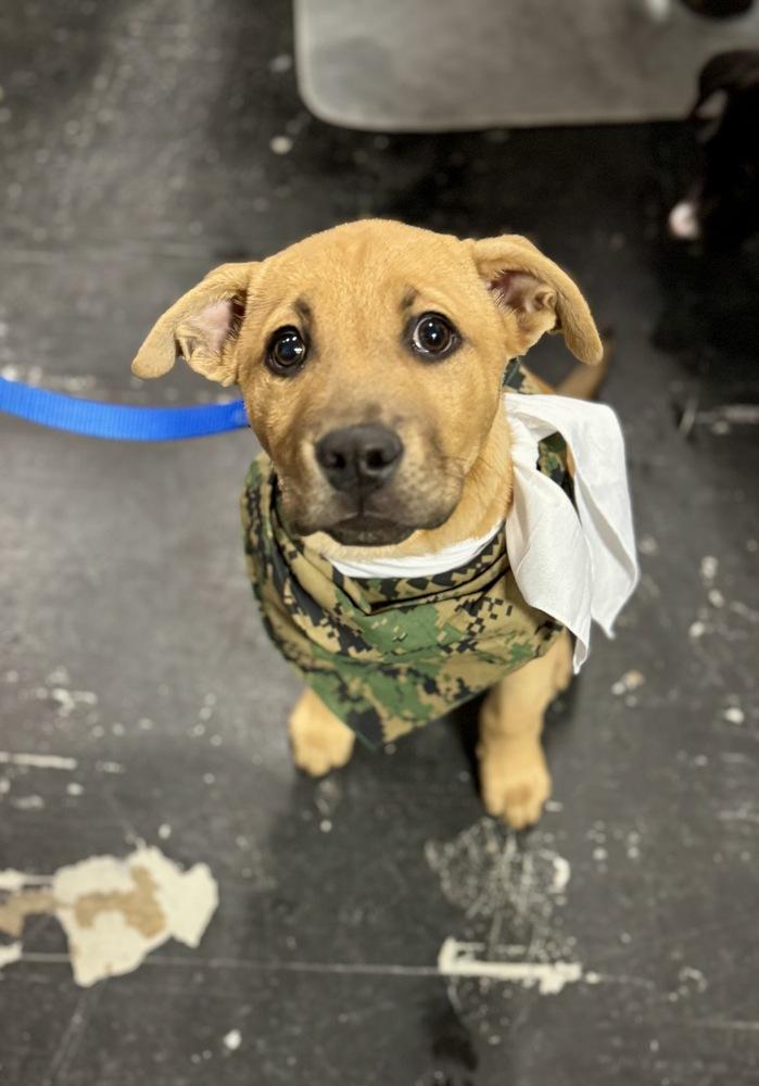 Enlarge Mike, a Adoptable mixed breed in Greenlawn, NY image 4/5