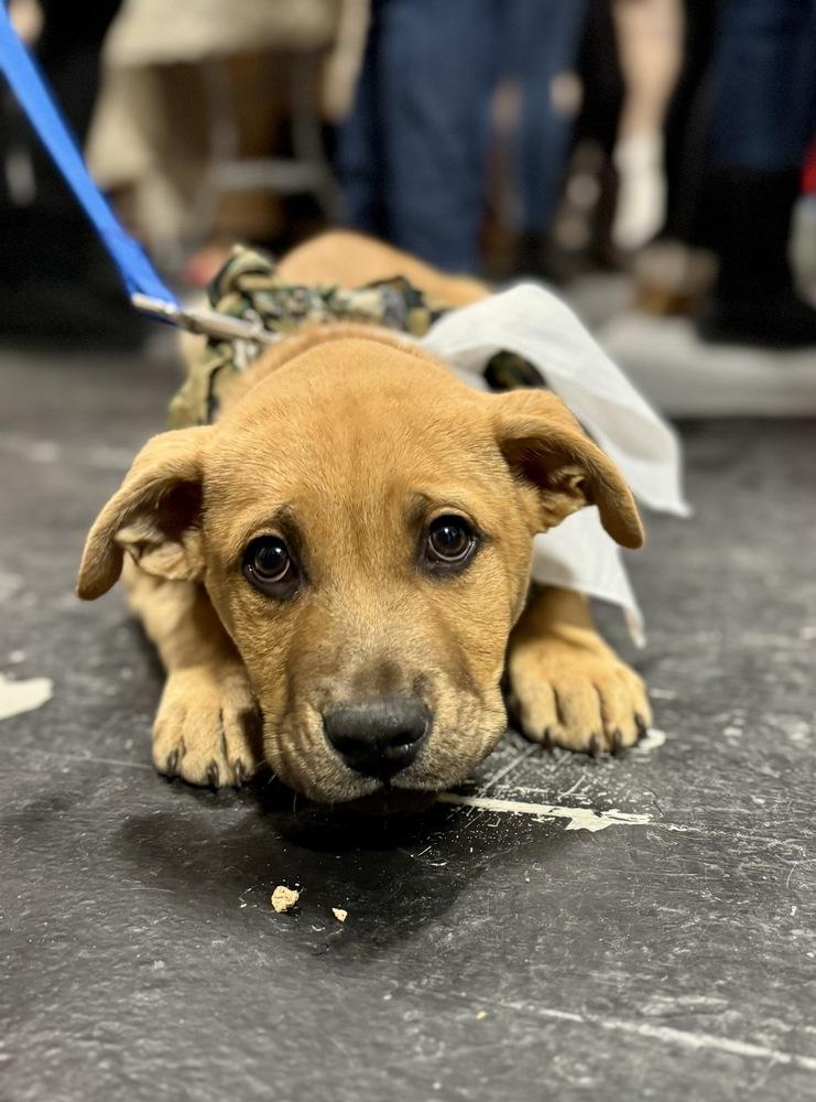 Enlarge Mike, a Adoptable mixed breed in Greenlawn, NY image 5/5