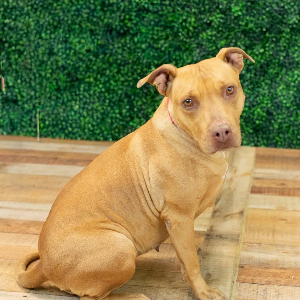 Enlarge Cecelia (Sponsored), a Adoptable mixed breed in East Saint Louis, IL image 1/6