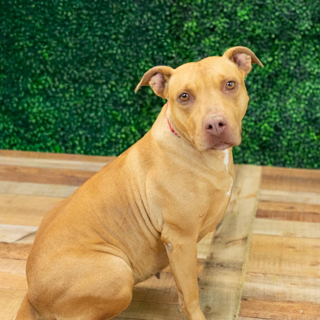 Cecelia (Sponsored), Adoptable, Adult Female Pit Bull Terrier & American Bulldog.