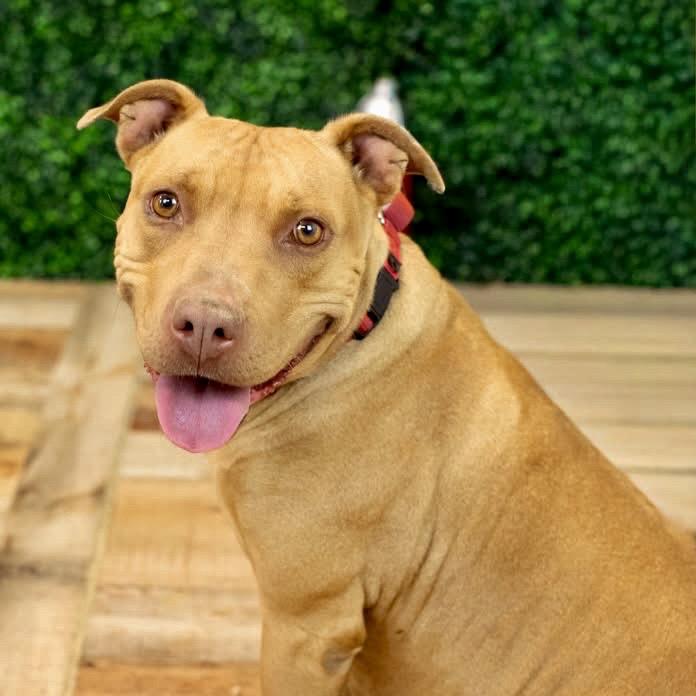 Enlarge Cecelia (Sponsored), a Adoptable mixed breed in East Saint Louis, IL image 3/6