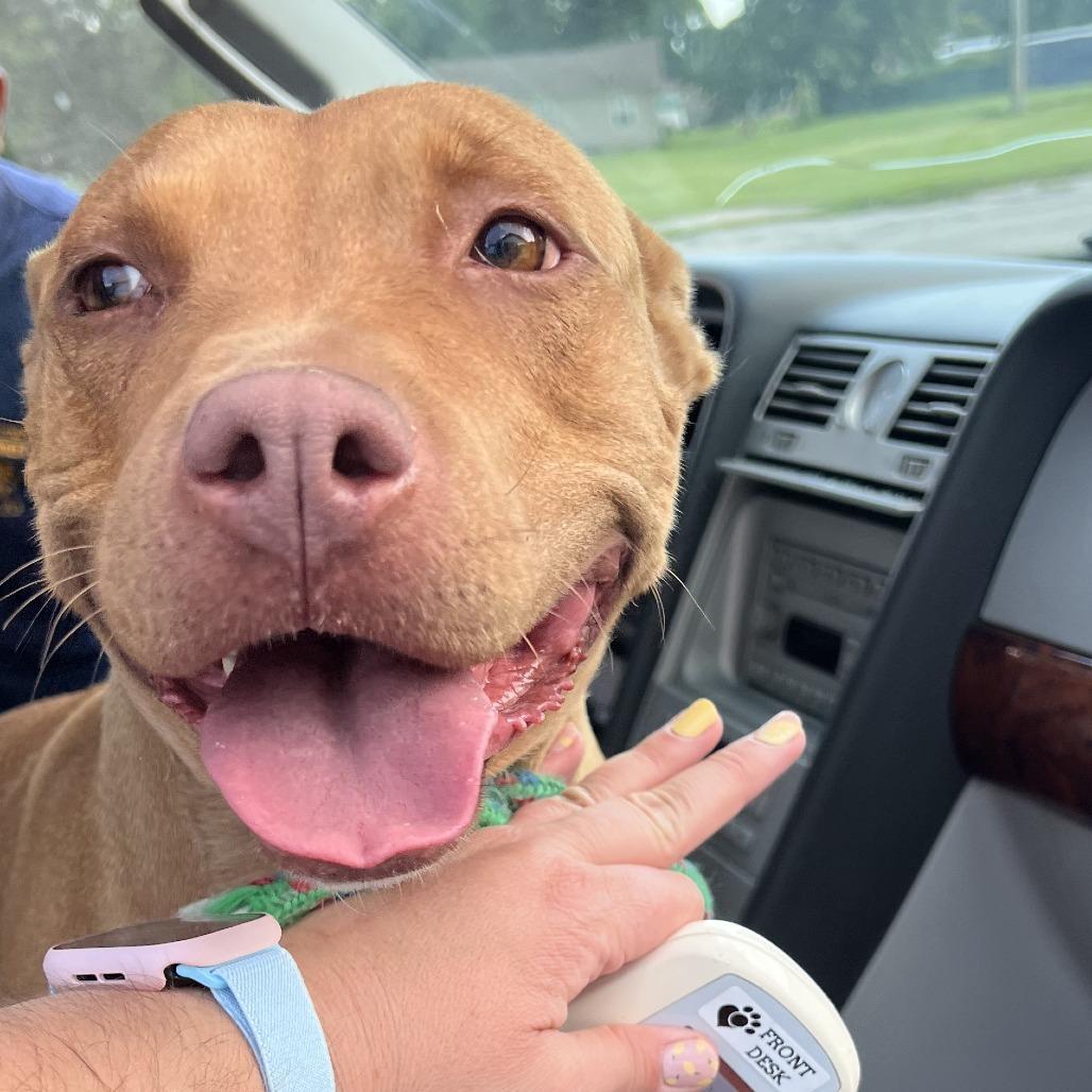 Enlarge Cecelia (Sponsored), a Adoptable mixed breed in East Saint Louis, IL image 4/6