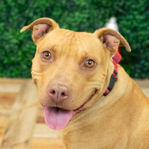 Enlarge Cecelia (Sponsored), a Adoptable mixed breed in East Saint Louis, IL image 5/6