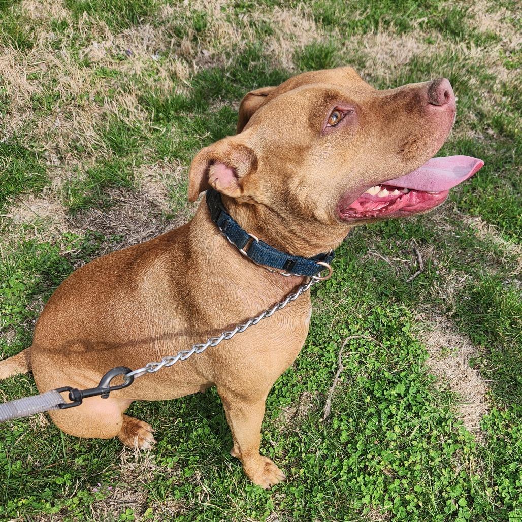 Enlarge Cecelia (Sponsored), a Adoptable mixed breed in East Saint Louis, IL image 5/6