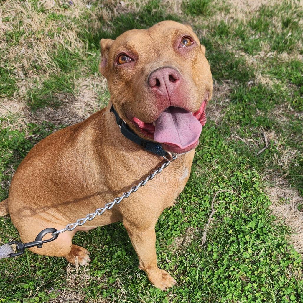 Enlarge Cecelia (Sponsored), a Adoptable mixed breed in East Saint Louis, IL image 6/6