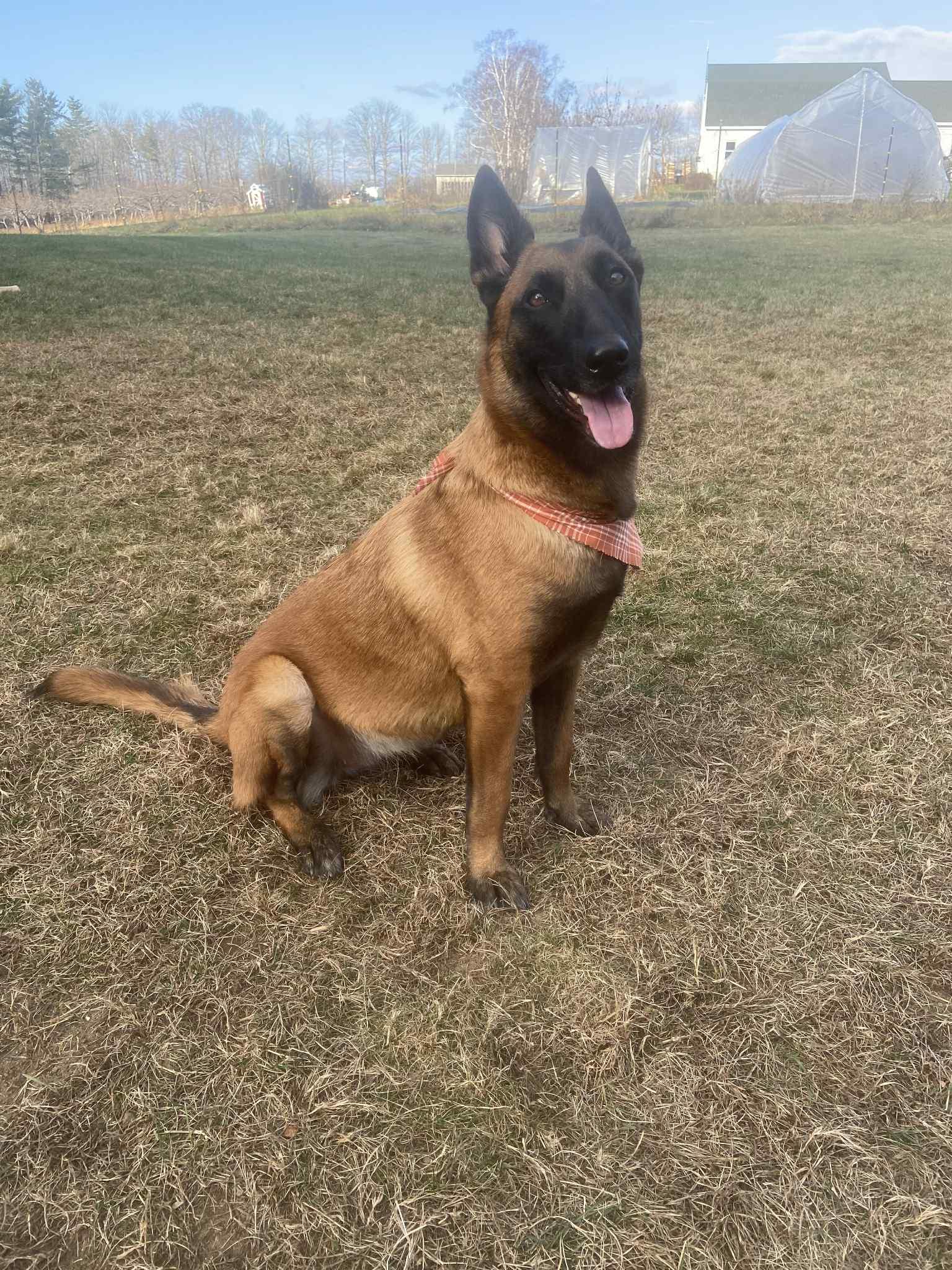 Farah, an adoptable Belgian Shepherd / Malinois in Woolwich, ME, 04579 | Photo Image 1