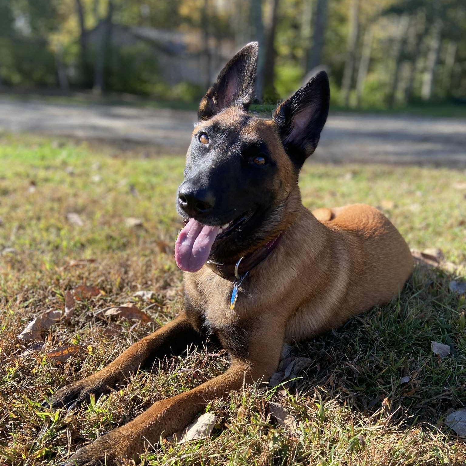 Farah, an adoptable Belgian Shepherd / Malinois in Woolwich, ME, 04579 | Photo Image 2