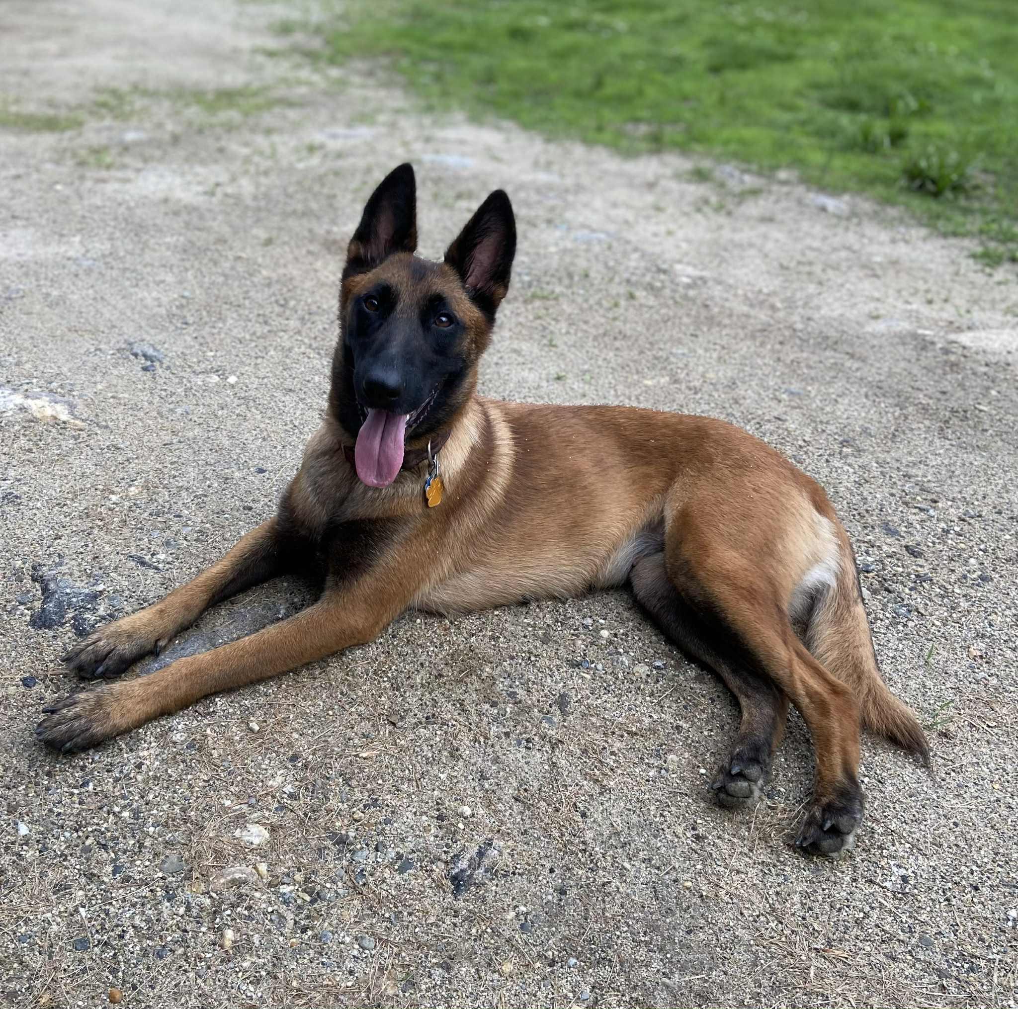 Farah, an adoptable Belgian Shepherd / Malinois in Woolwich, ME, 04579 | Photo Image 3