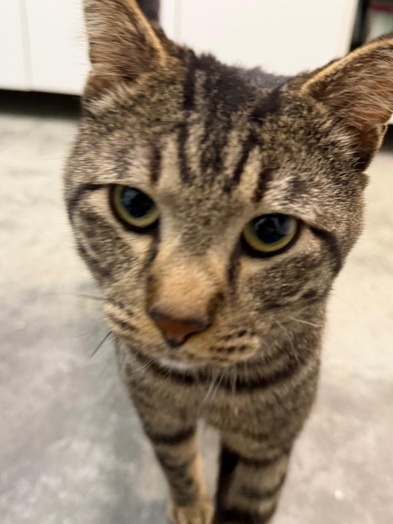 Charles, Adoptable, Young Male Domestic Short Hair.