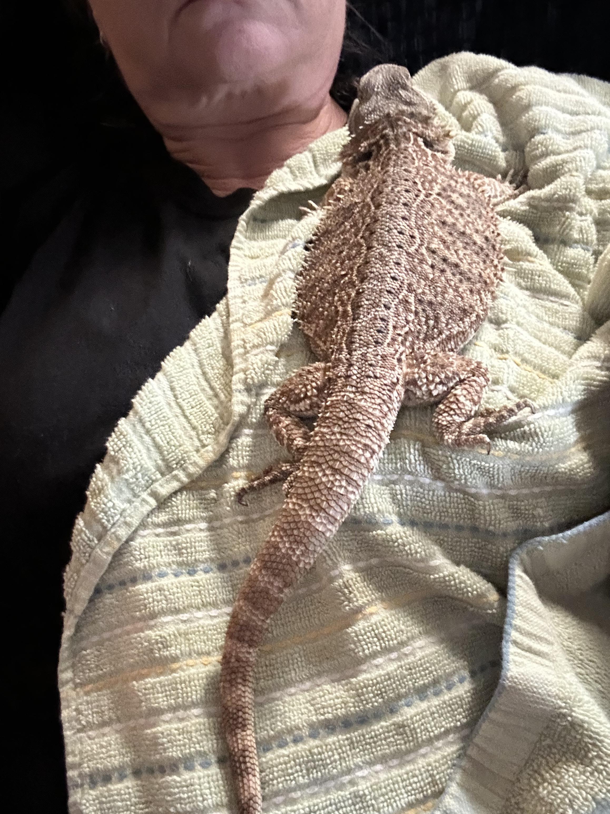 Girlfriend Bearded Dragon, Adopted, Young Female Bearded Dragon.