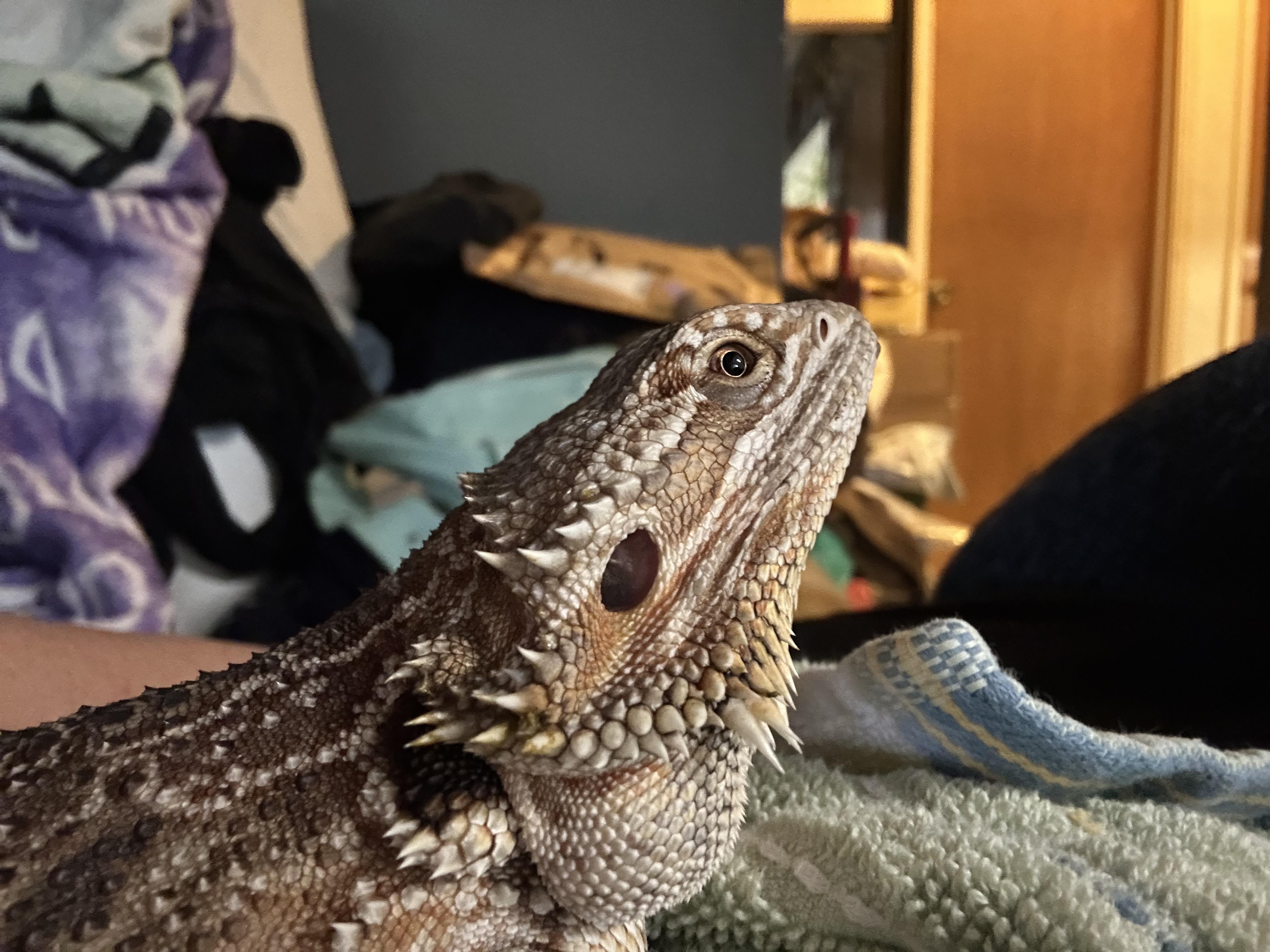 Enlarge Girlfriend Bearded Dragon, a Adopted Bearded Dragon in Concord, CA image 2/2
