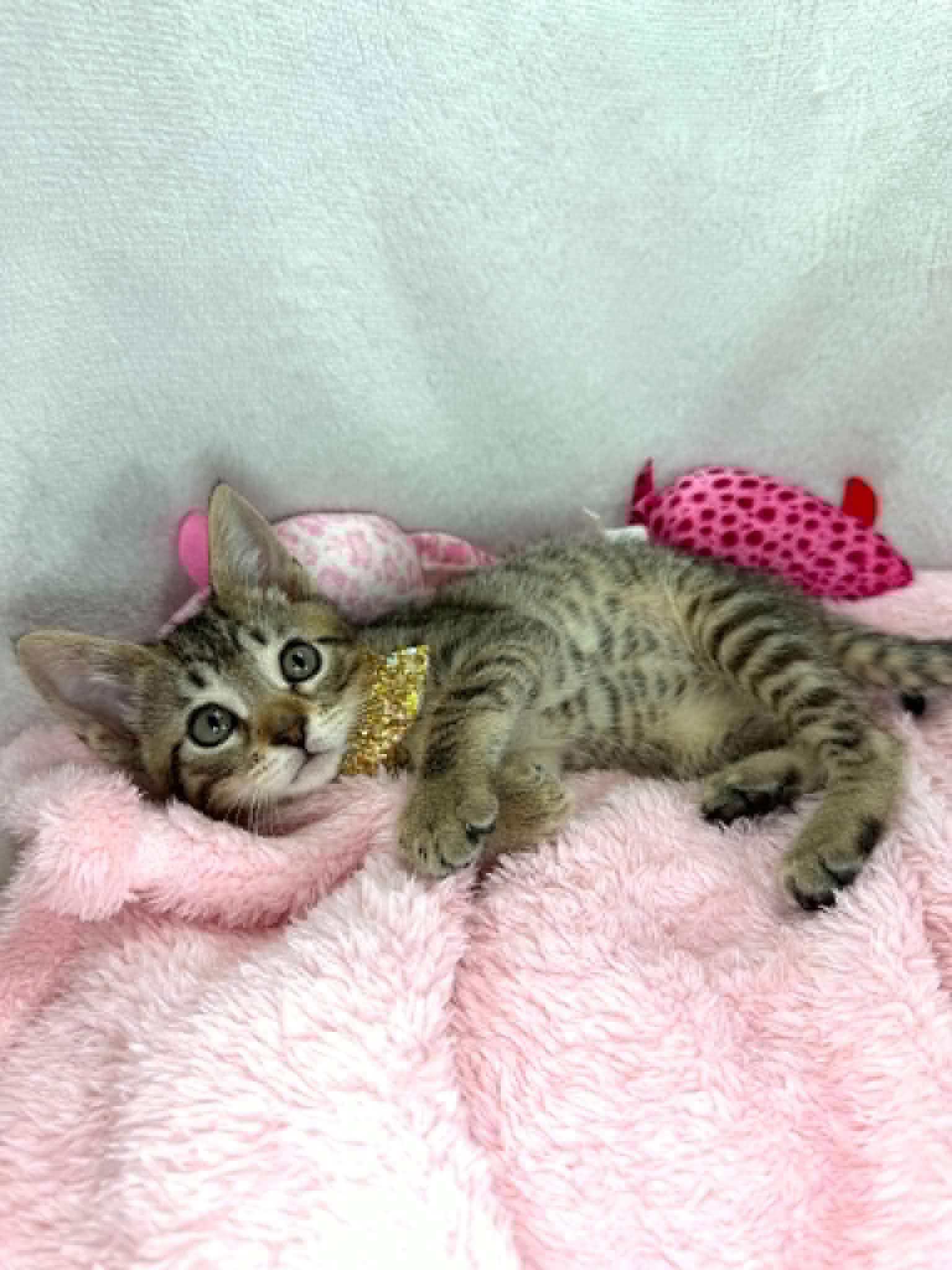 Mouse, a Adoptable Domestic Short Hair in Tavares, FL image 2/3