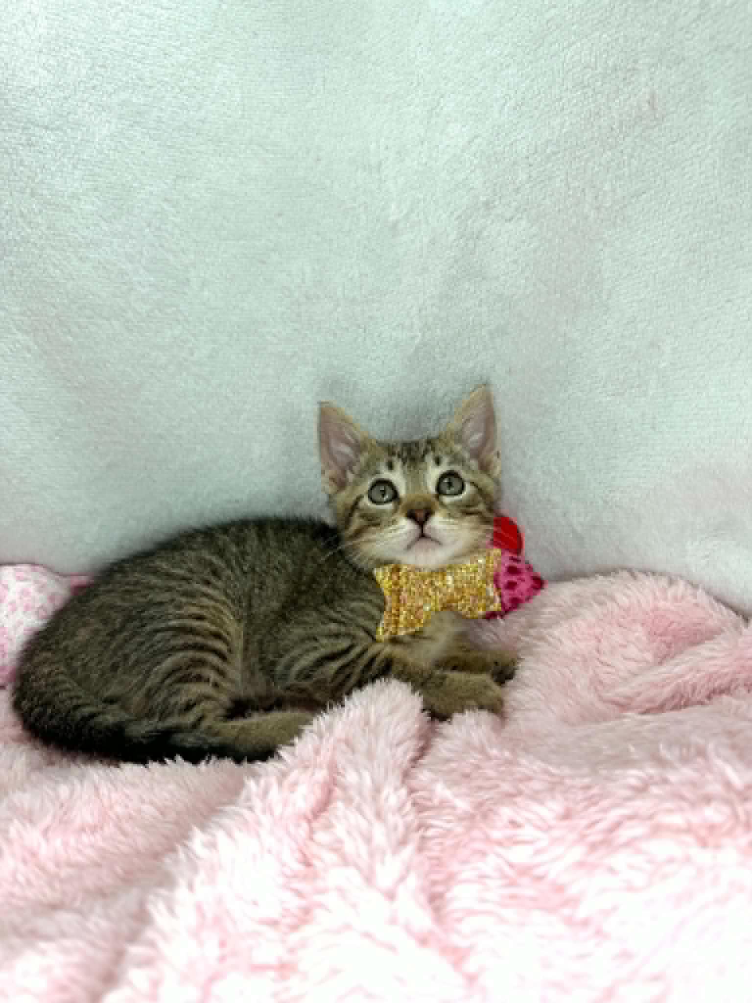 Mouse, Adoptable, Young Female Domestic Short Hair.