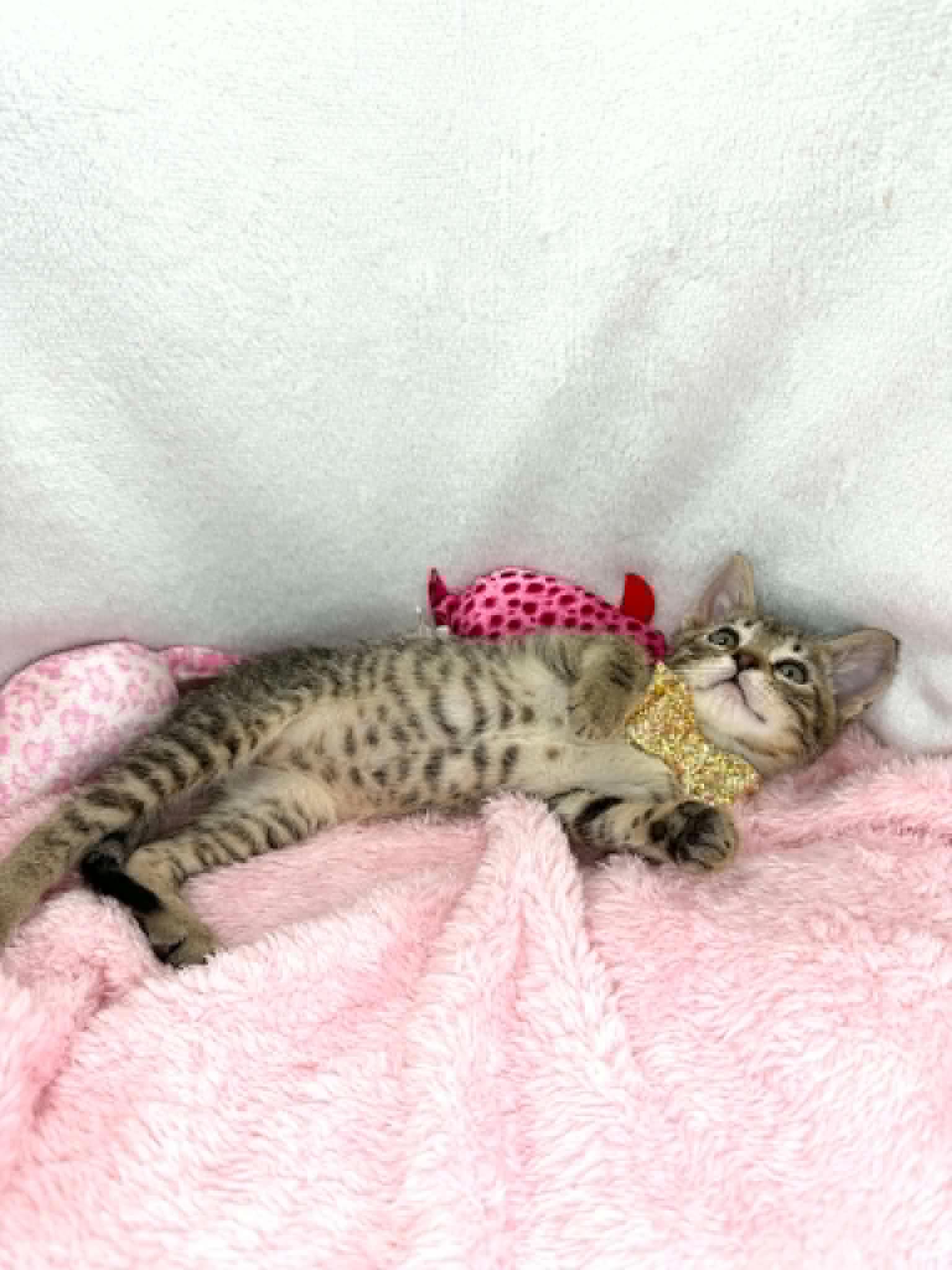 Mouse, a Adoptable Domestic Short Hair in Tavares, FL image 3/3