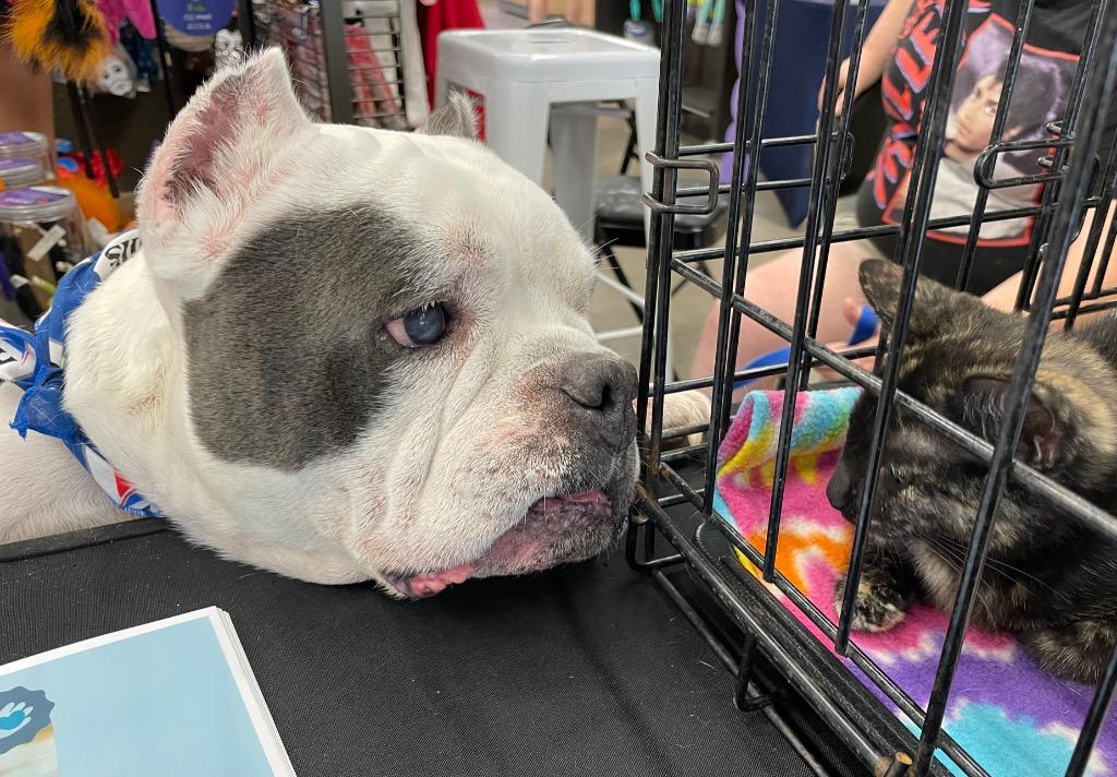 Calvin, Adoptable, Senior Male American Bulldog & Pit Bull Terrier.