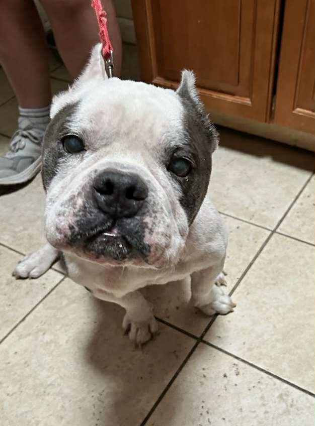 Calvin, Adoptable, Senior Male American Bulldog & Pit Bull Terrier.