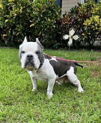 Calvin, a Adoptable mixed breed in Orlando, FL image 2/4