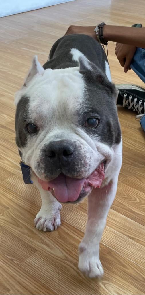Calvin, a Adoptable mixed breed in Orlando, FL image 3/4