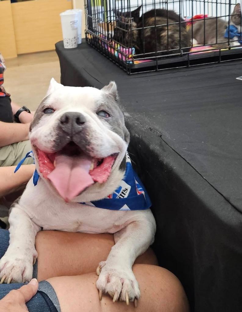 Enlarge Calvin, a Adoptable mixed breed in Orlando, FL image 6/6
