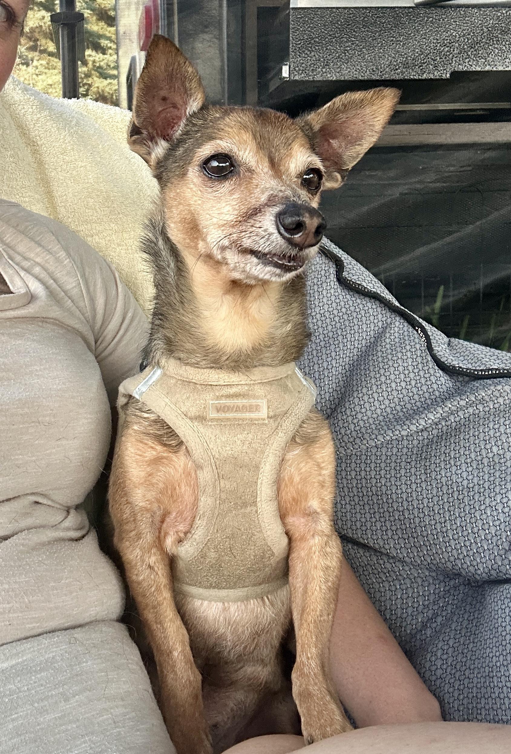 Toto, Adoptable, Adult Male Chihuahua.