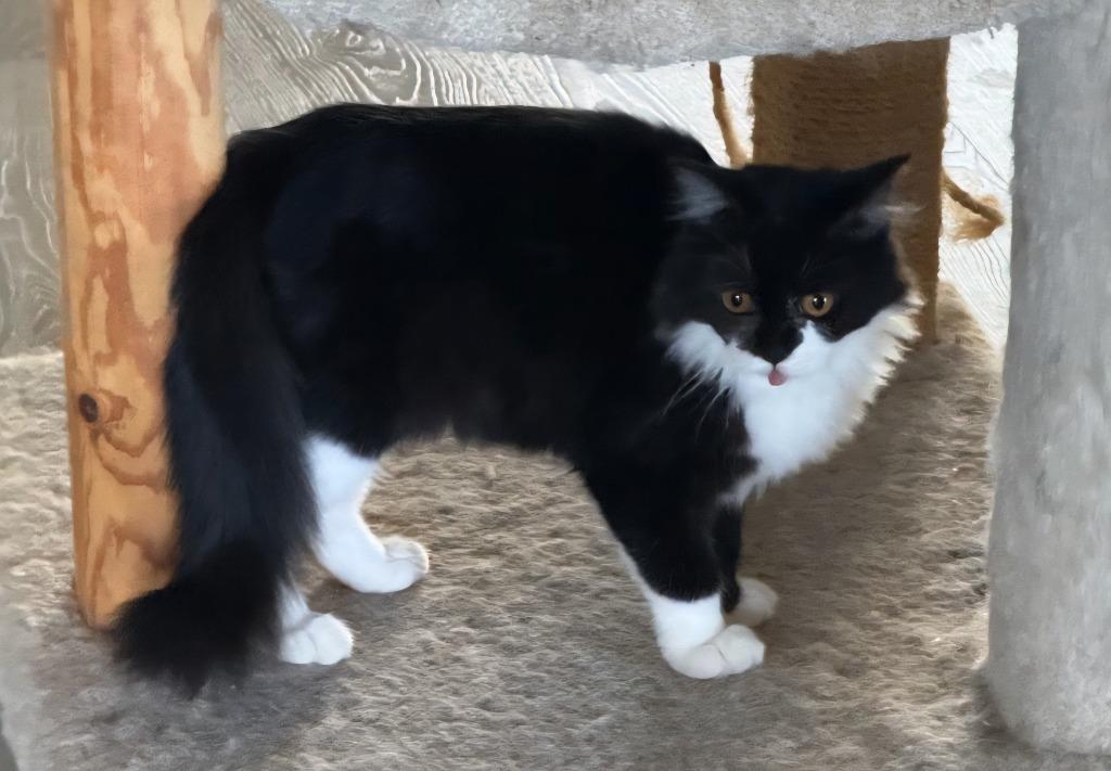 Enlarge Sprite, a Adoptable Scottish Fold in San Jacinto, CA image 1/1