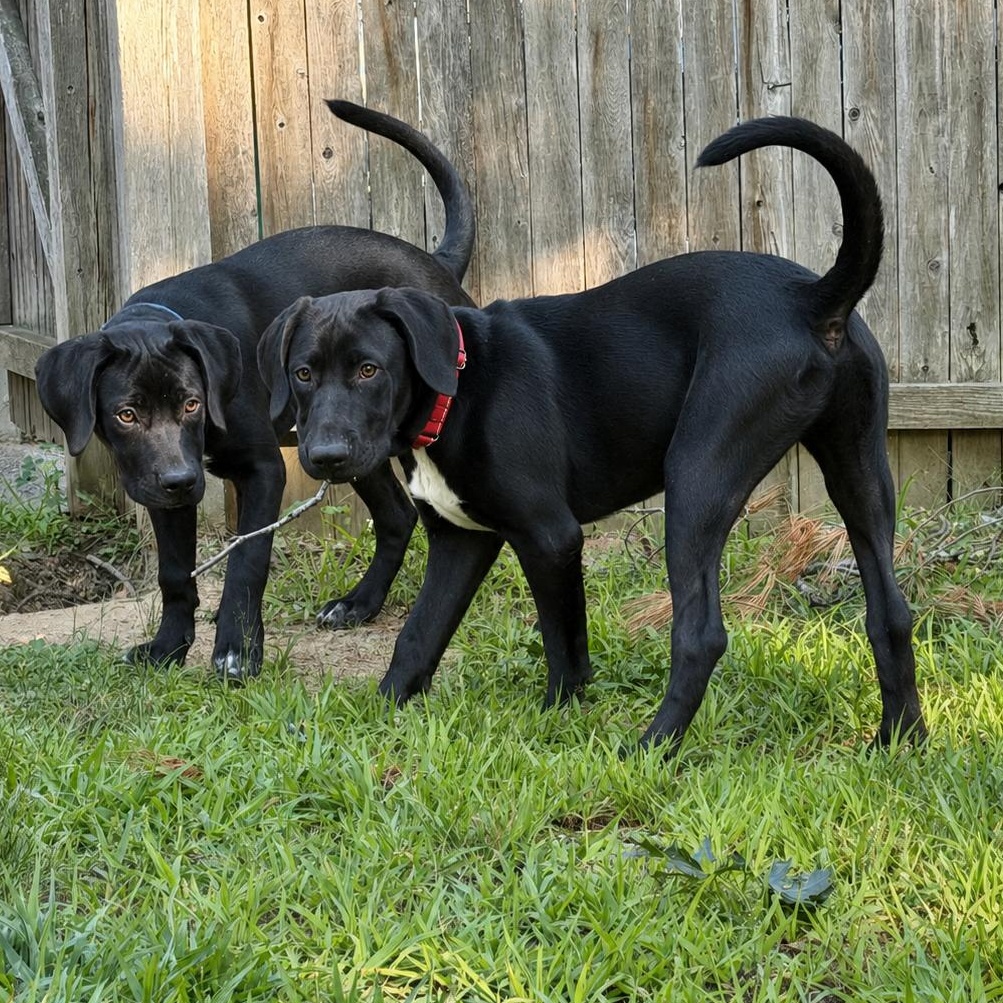 Enlarge Sadie, a ADOPTABLE mixed breed in Concord, NH image 2/6