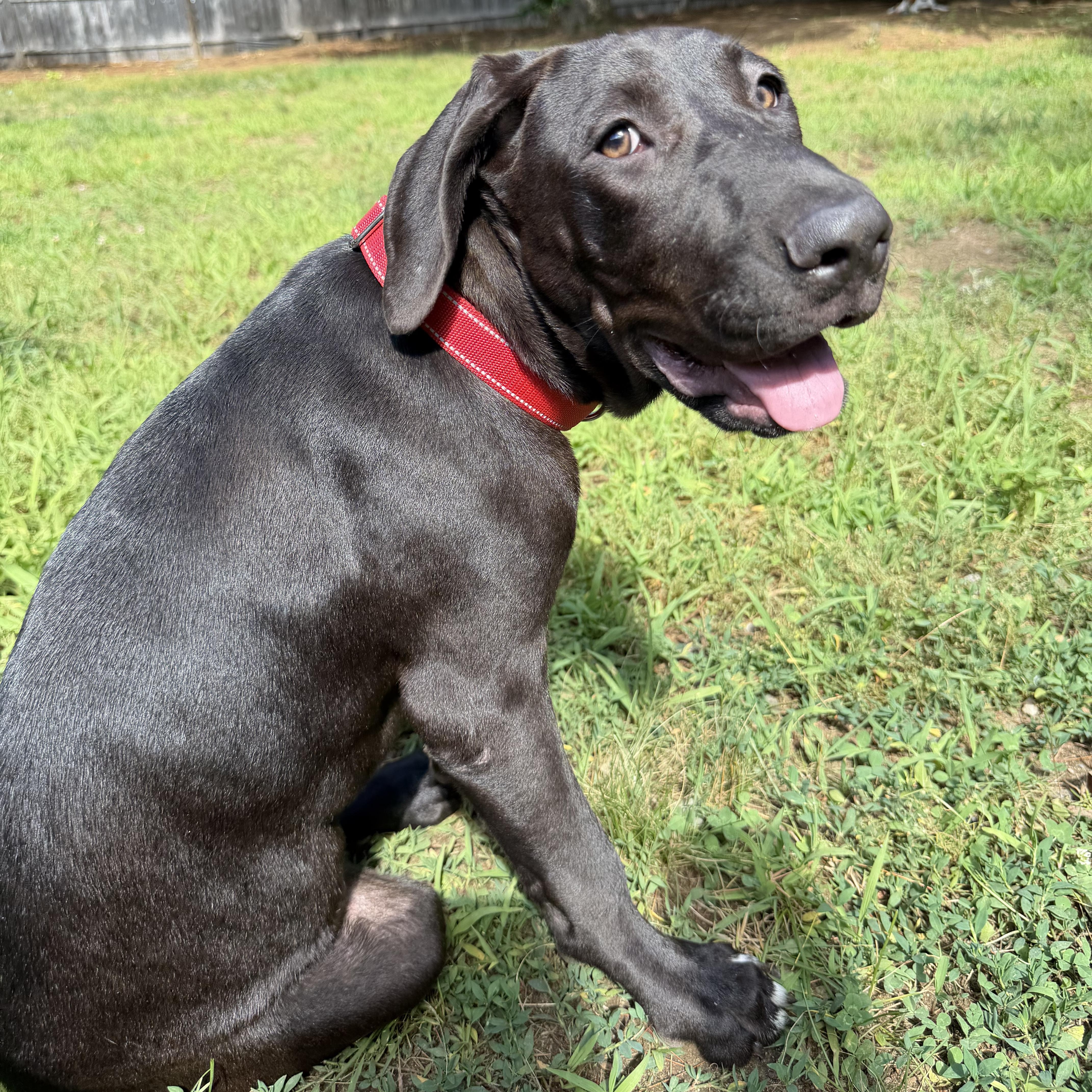 Enlarge Sadie, a ADOPTABLE mixed breed in Concord, NH image 4/6