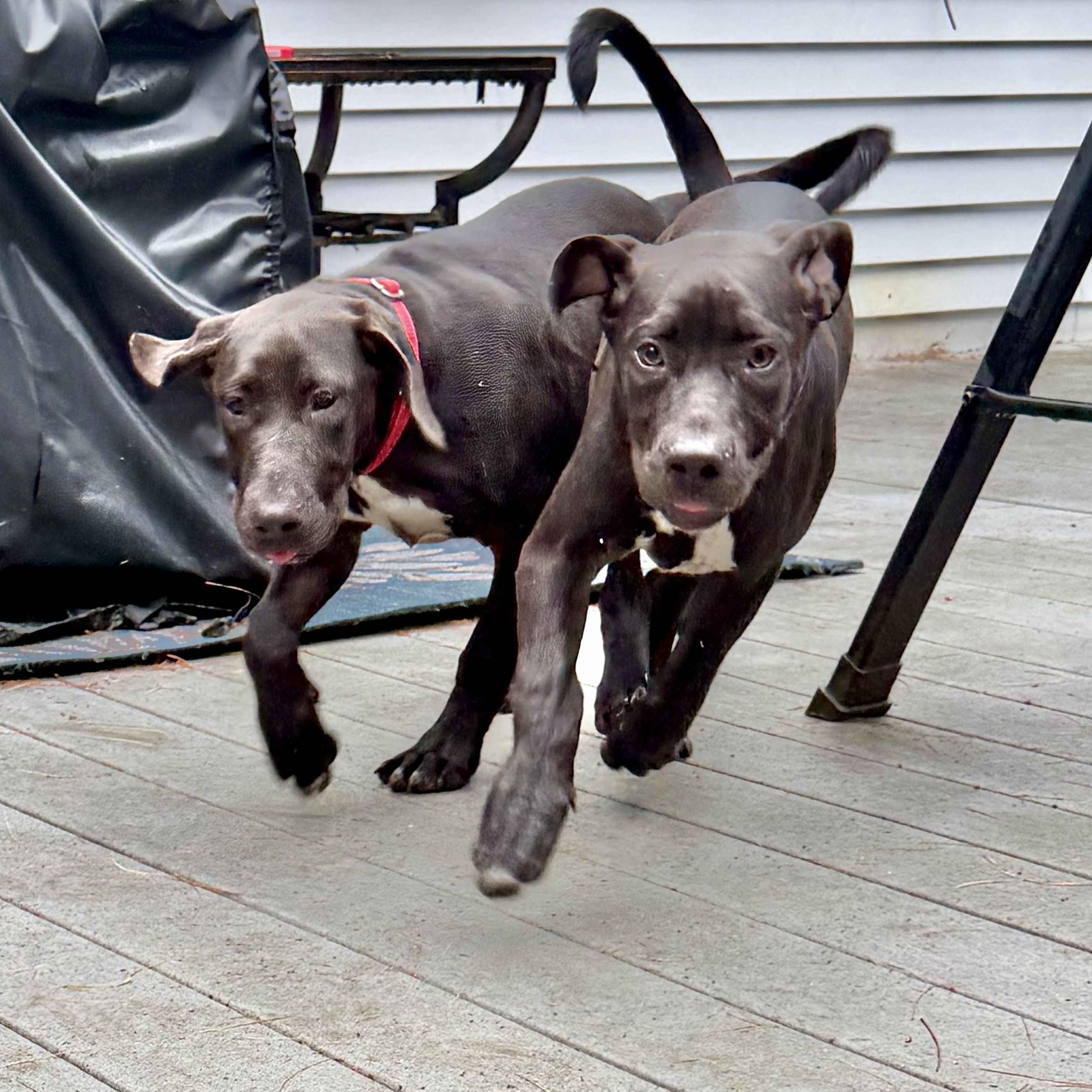 Enlarge Sadie, a ADOPTABLE mixed breed in Concord, NH image 3/6