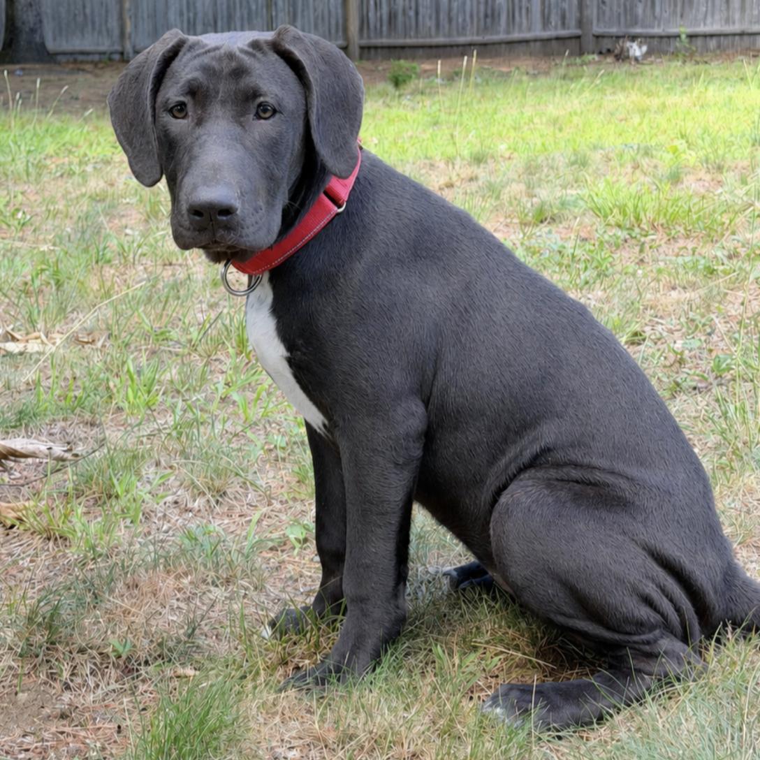 Enlarge Sadie, a ADOPTABLE mixed breed in Concord, NH image 1/6