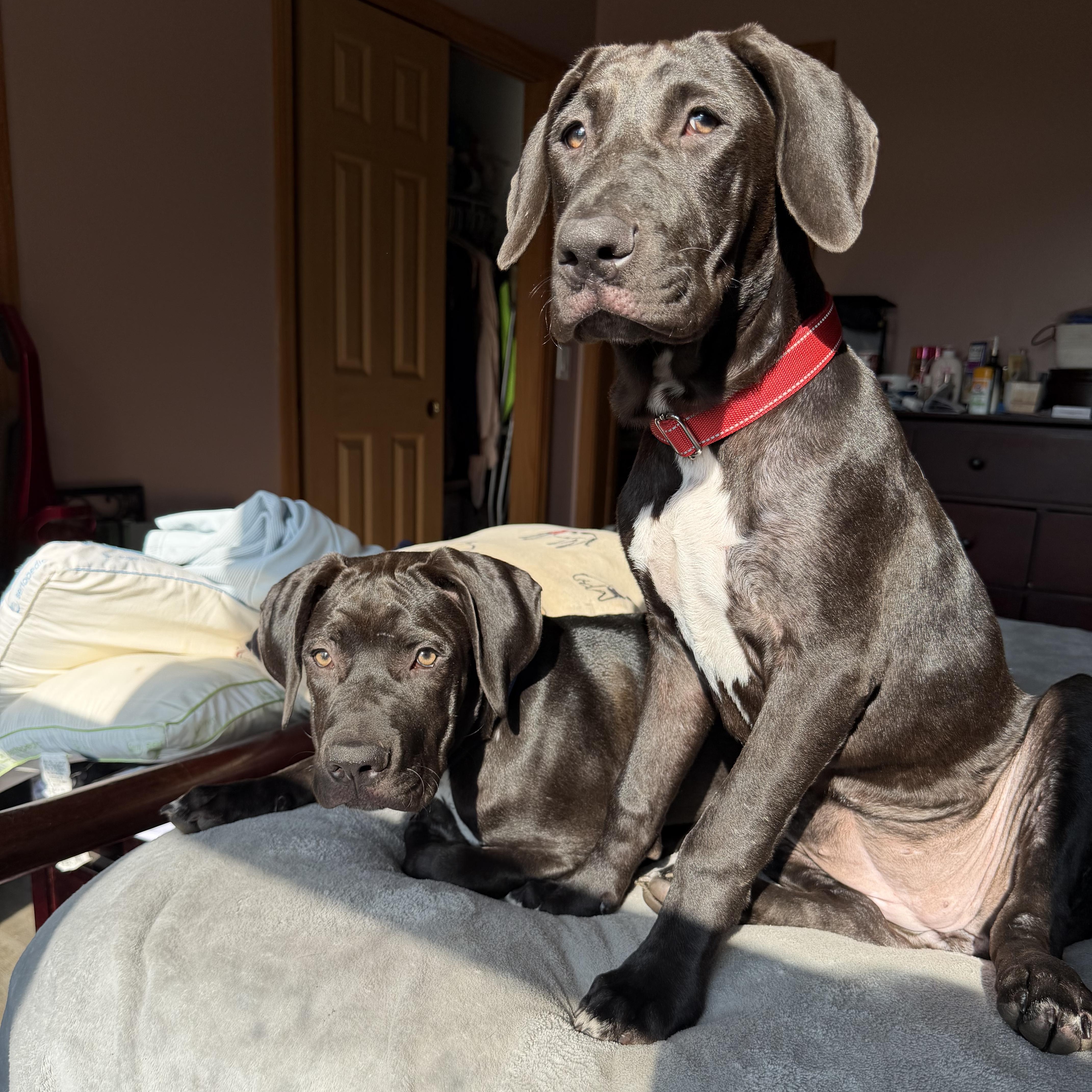 Enlarge Sadie, a ADOPTABLE mixed breed in Concord, NH image 6/6