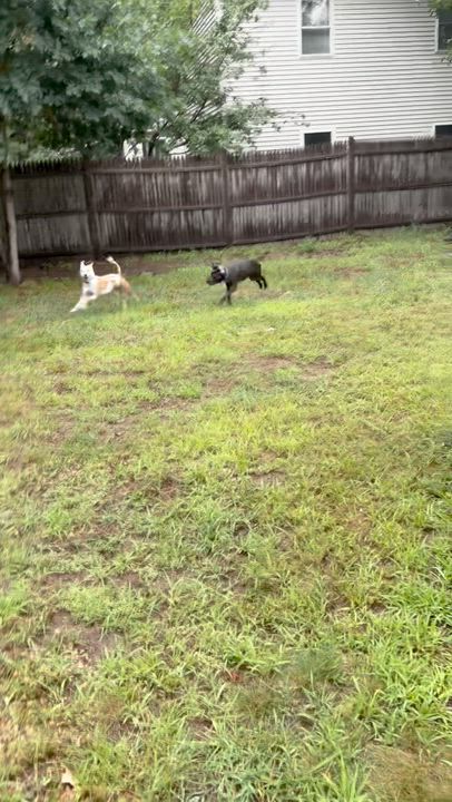 Enlarge Sadie, a ADOPTABLE mixed breed in Concord, NH video 5/6