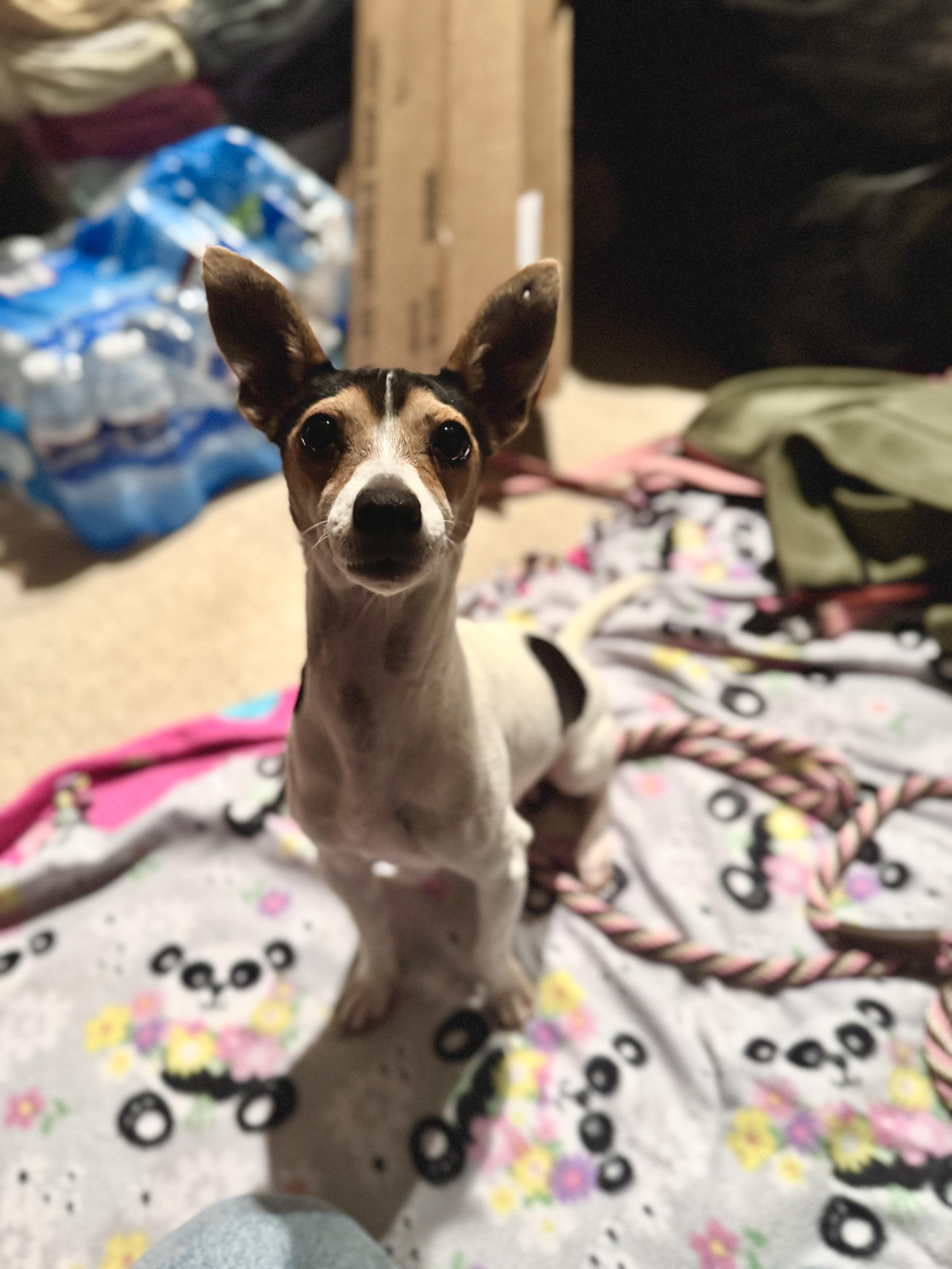 Isadora, an adopted Chihuahua in Silver Spring, MD image 2/5