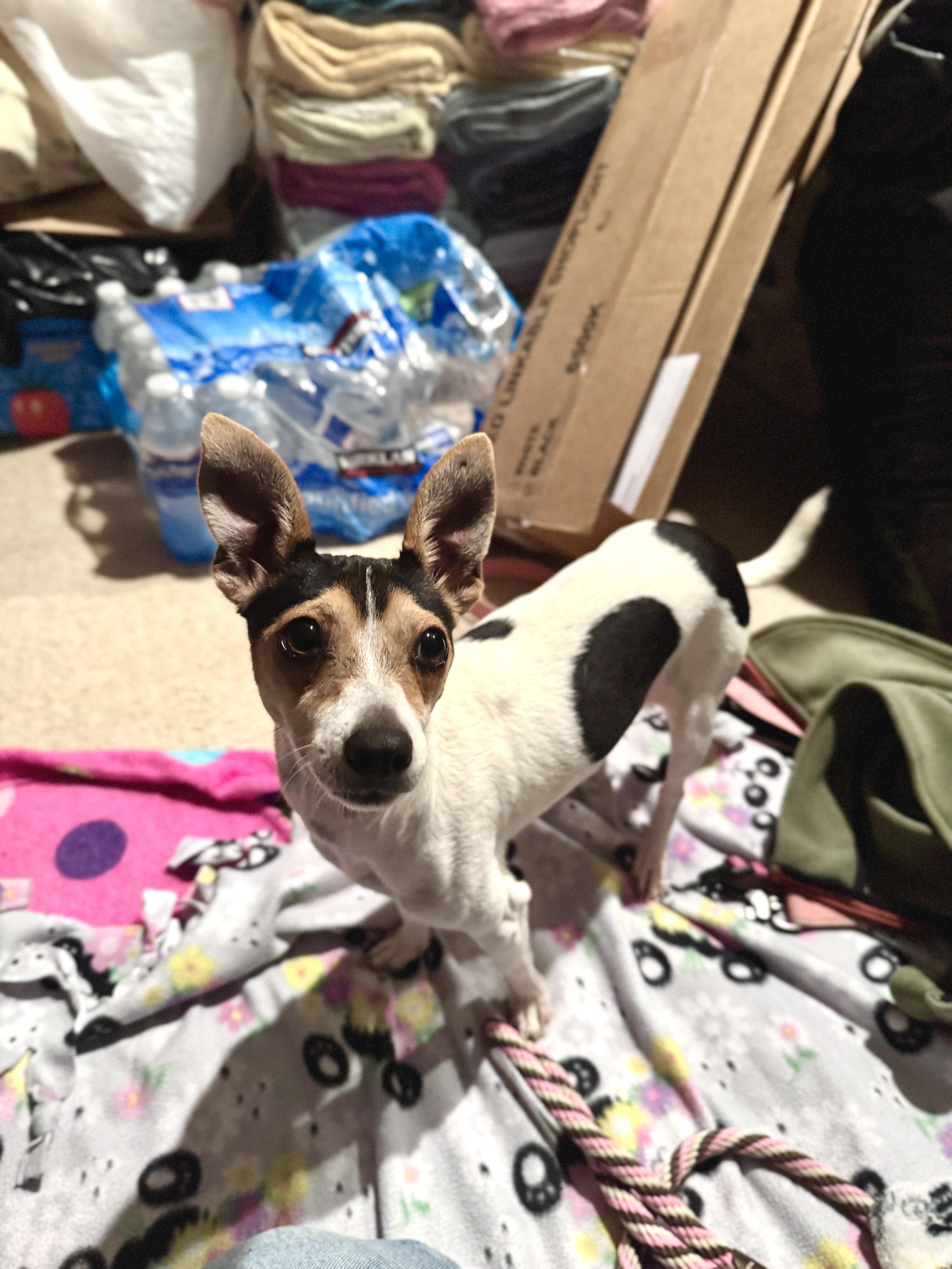 Isadora, an adopted Chihuahua in Silver Spring, MD image 4/5