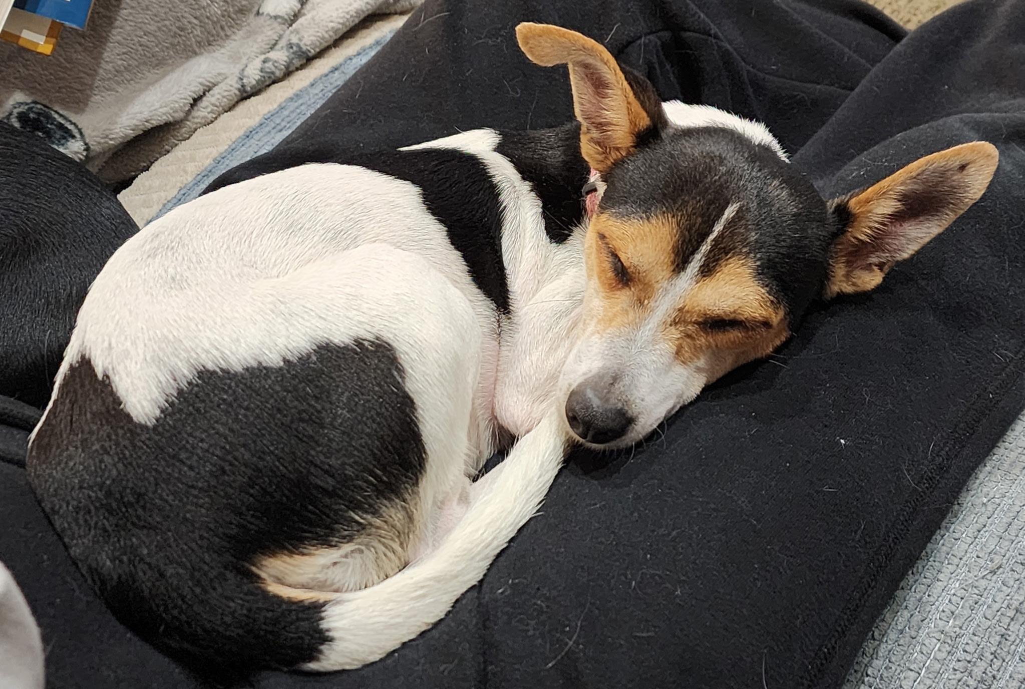 Isadora, an adopted Chihuahua in Silver Spring, MD image 5/5