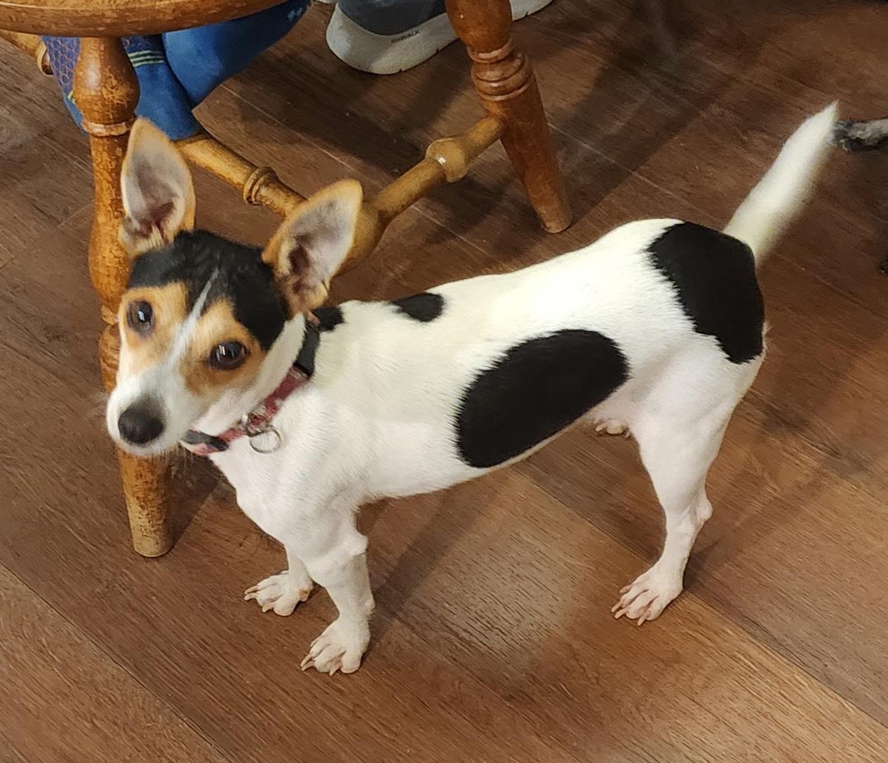 Isadora, adopted, Young Female Chihuahua.