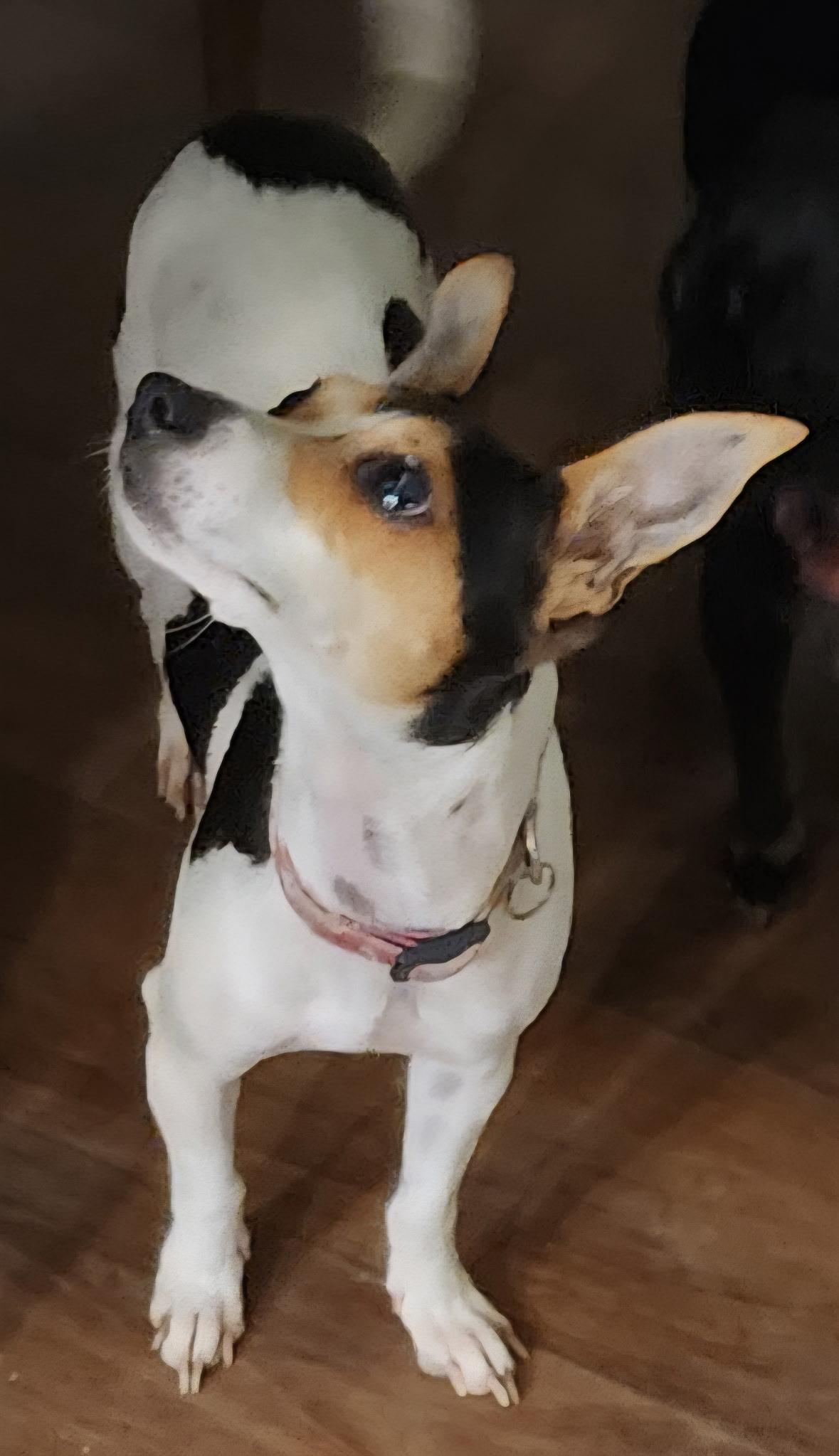 Isadora, an adopted Chihuahua in Silver Spring, MD image 3/5